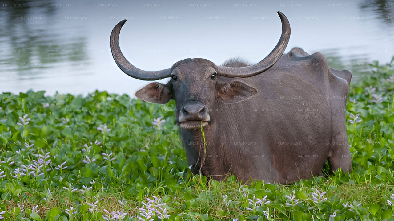 Privat rundtur från Sigiriya till Kandy med Wasgamuwa Safari