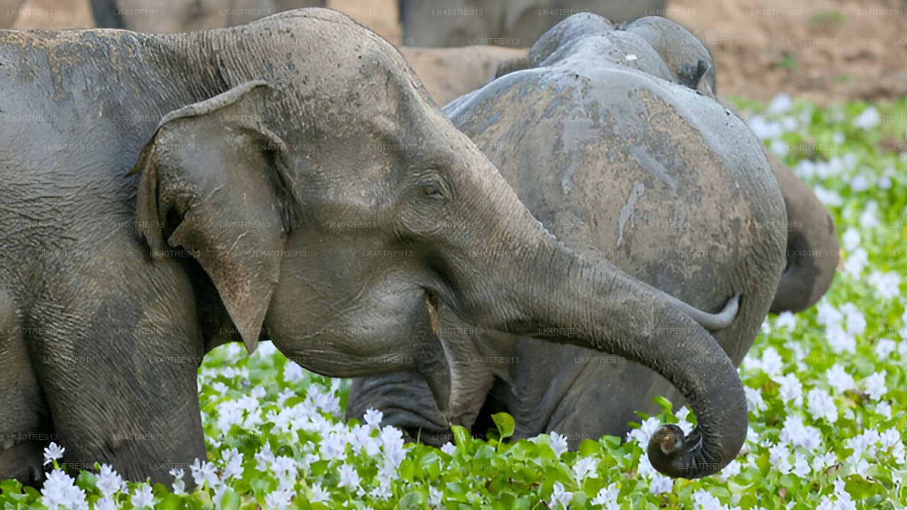 Privat rundtur från Sigiriya till Kandy med Wasgamuwa Safari