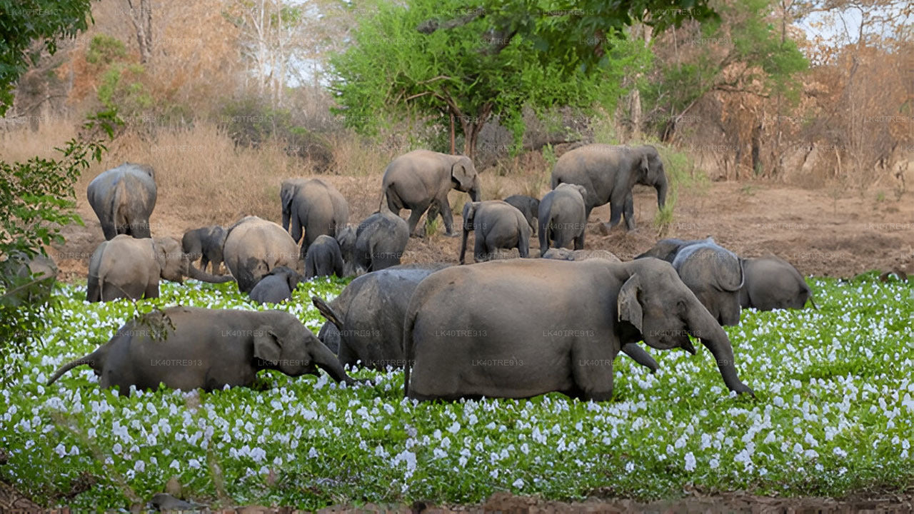 Privat rundtur från Sigiriya till Kandy med Wasgamuwa Safari