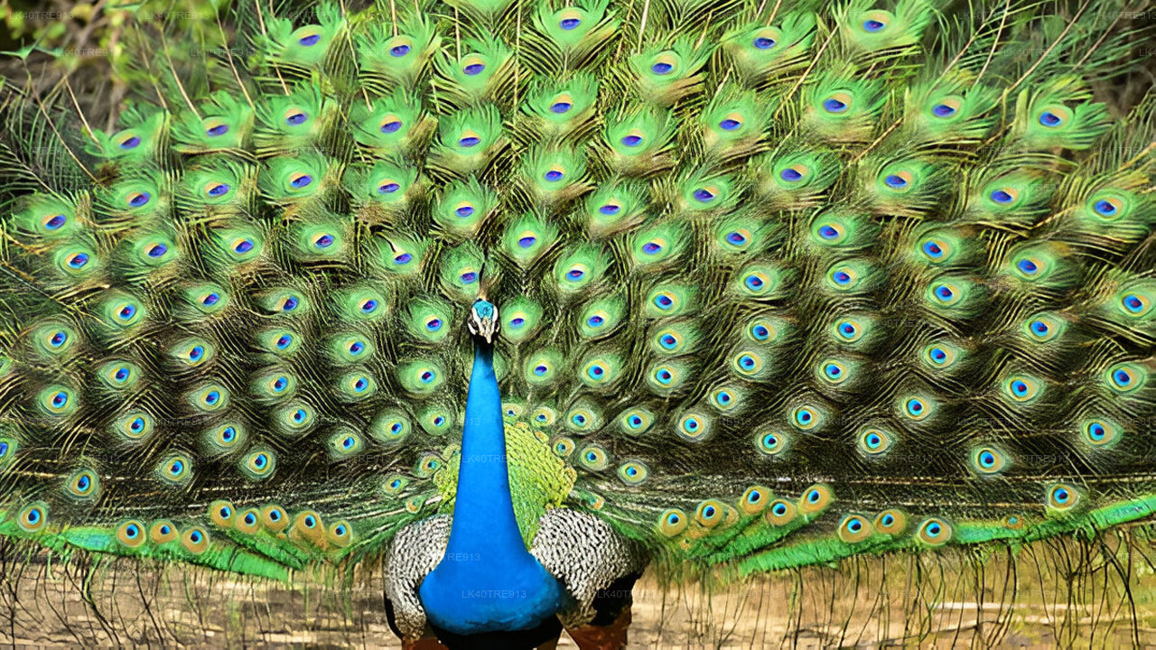 Privat rundtur från Sigiriya till Kandy med Wasgamuwa Safari