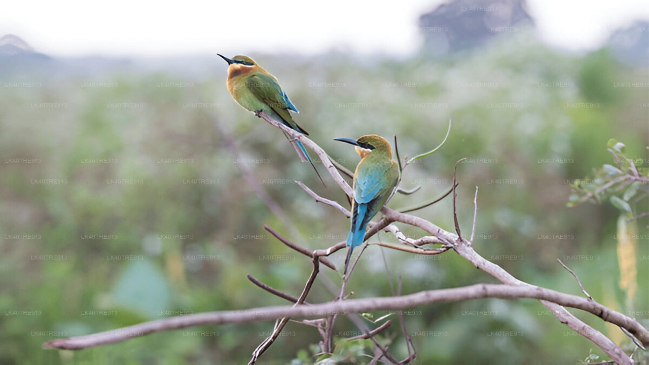 Privat rundtur från Sigiriya till Kandy med Wasgamuwa Safari