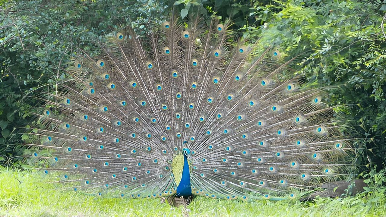 Privat rundtur från Sigiriya till Kandy med Wasgamuwa Safari