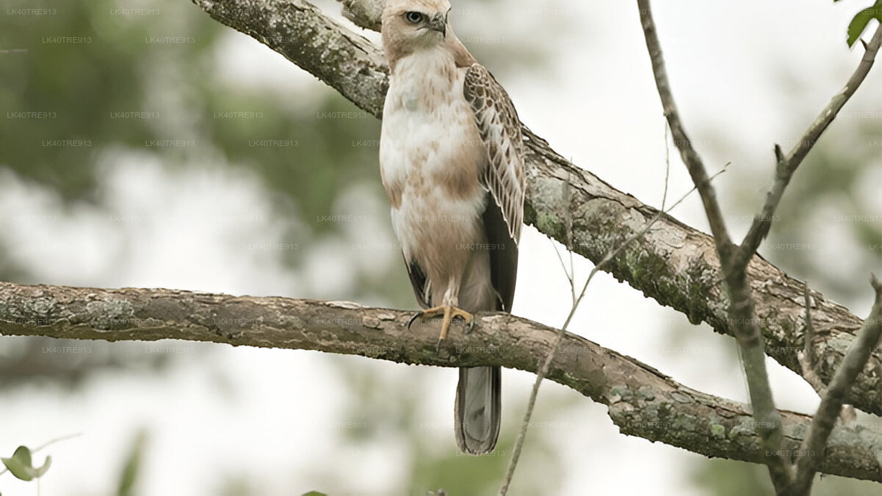 Privat rundtur från Sigiriya till Kandy med Wasgamuwa Safari