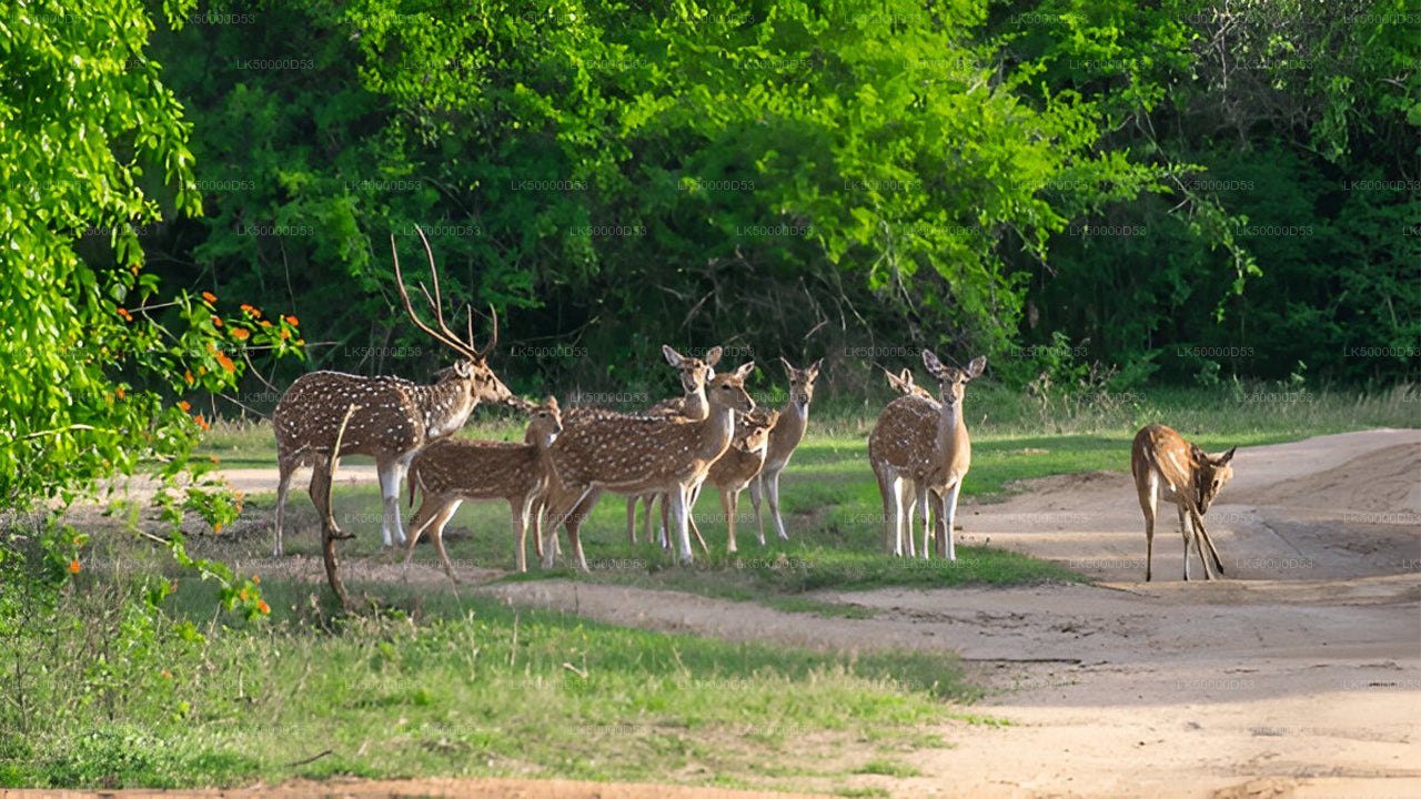 Privat tur från Hiriketiya till Ella med Yala Safari
