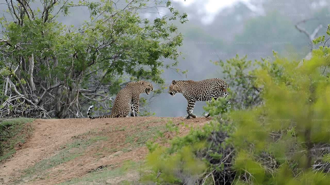 Entrébiljett till Yala nationalpark