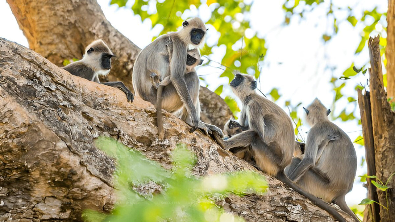 Inträdesbiljett till Udawalawe National Park