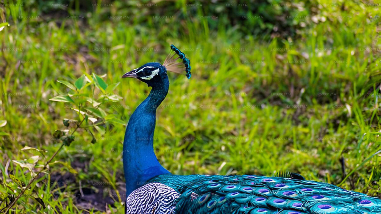 Udawalawe nationalpark Privat Safari