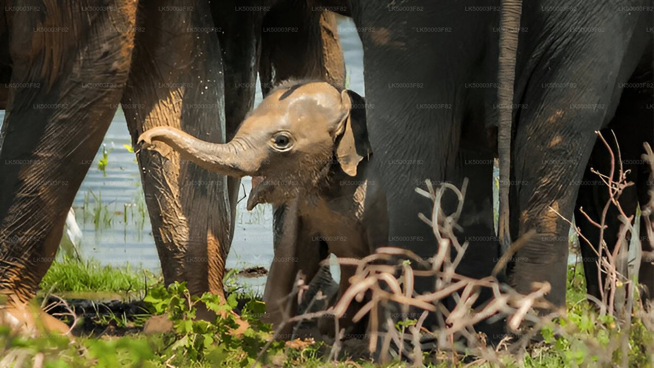 Private Tour from Tangalle to Ella with Udawalawe Safari