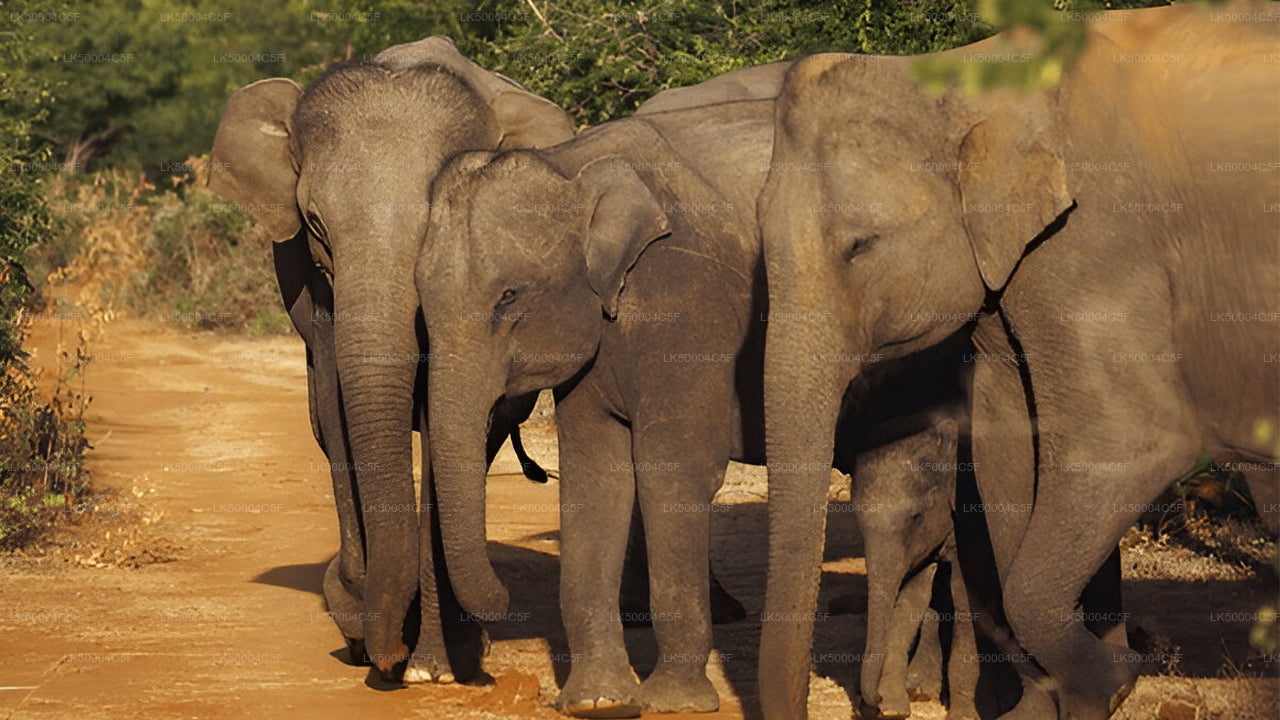 Privat tur från Ella till Weligama med Udawalawe Safari