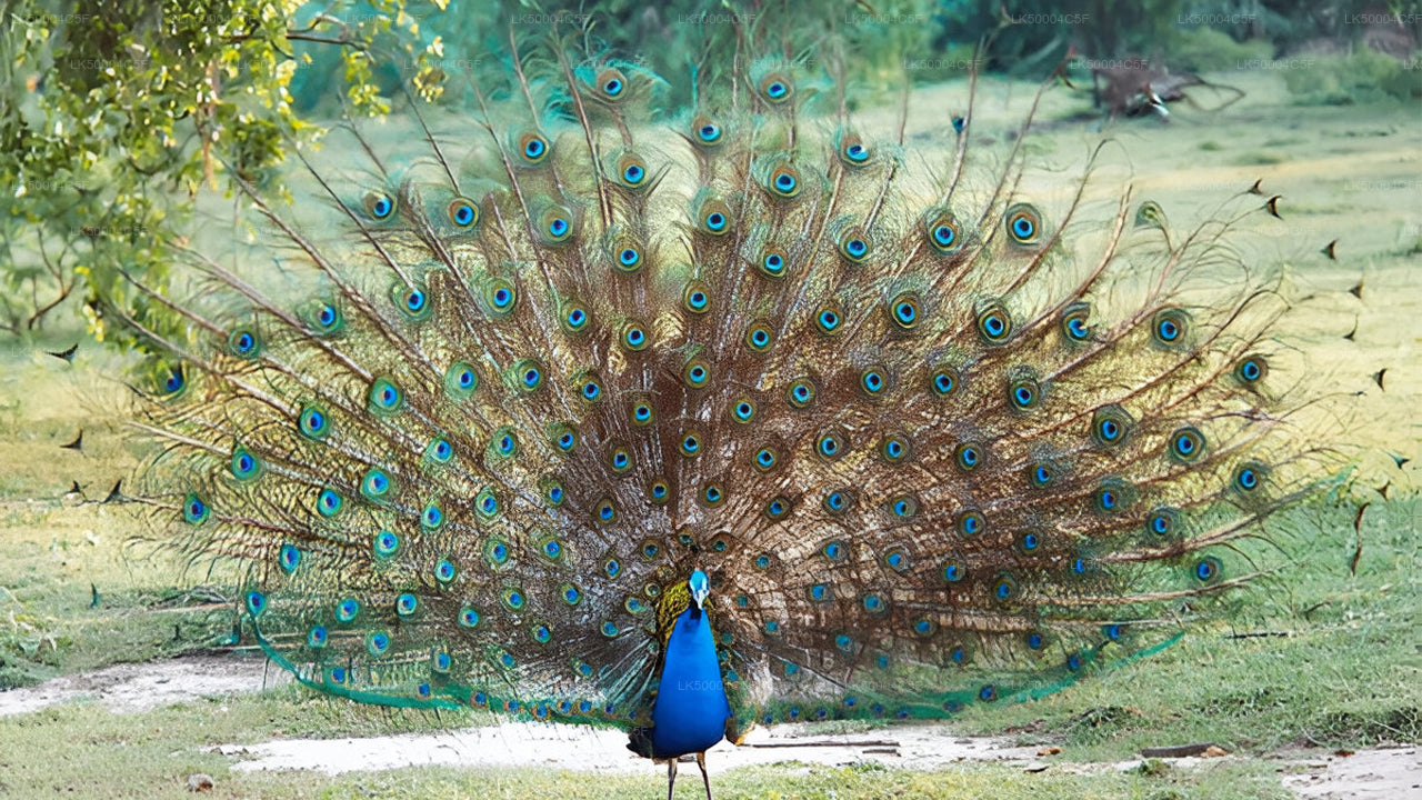 Privat tur från Ella till Weligama med Udawalawe Safari