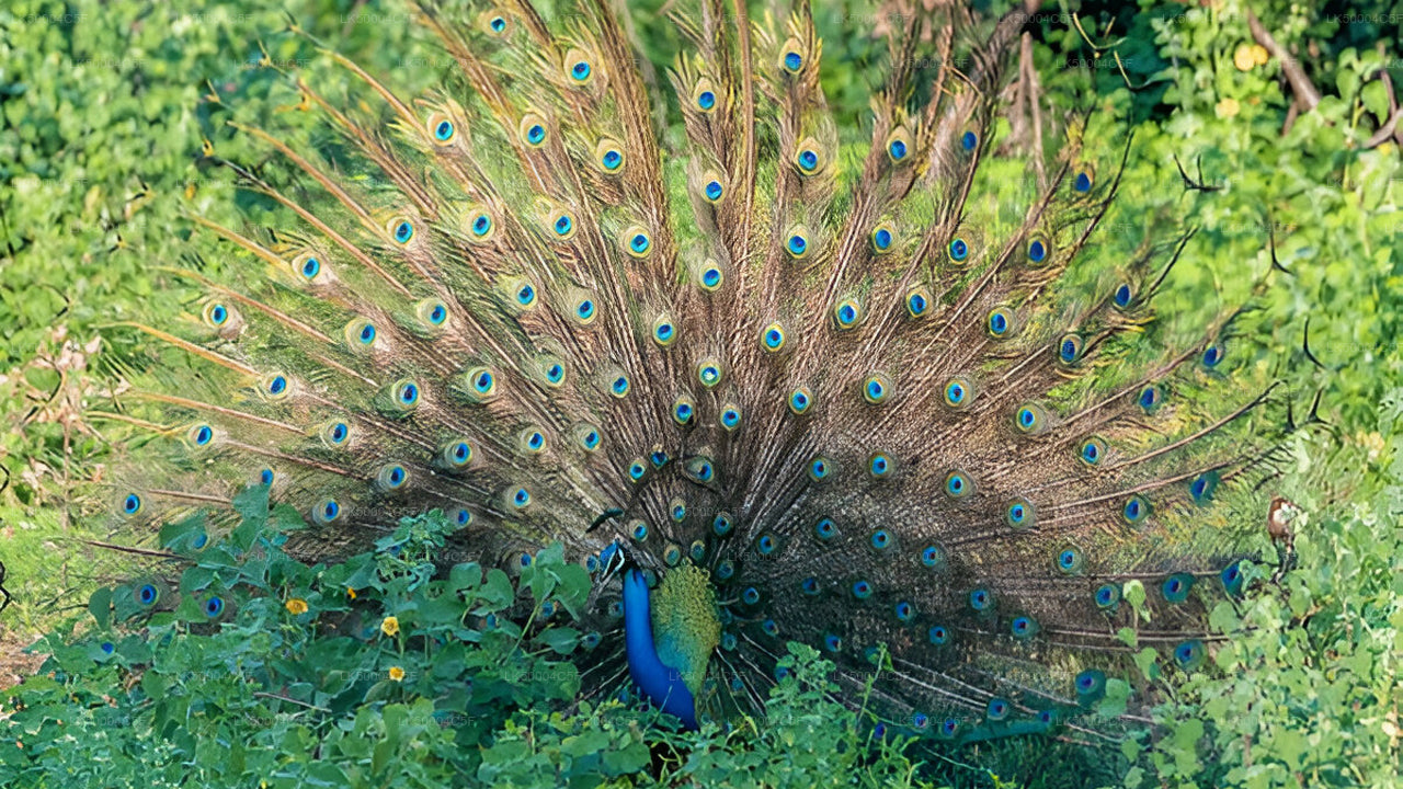 Privat tur från Ella till Weligama med Udawalawe Safari