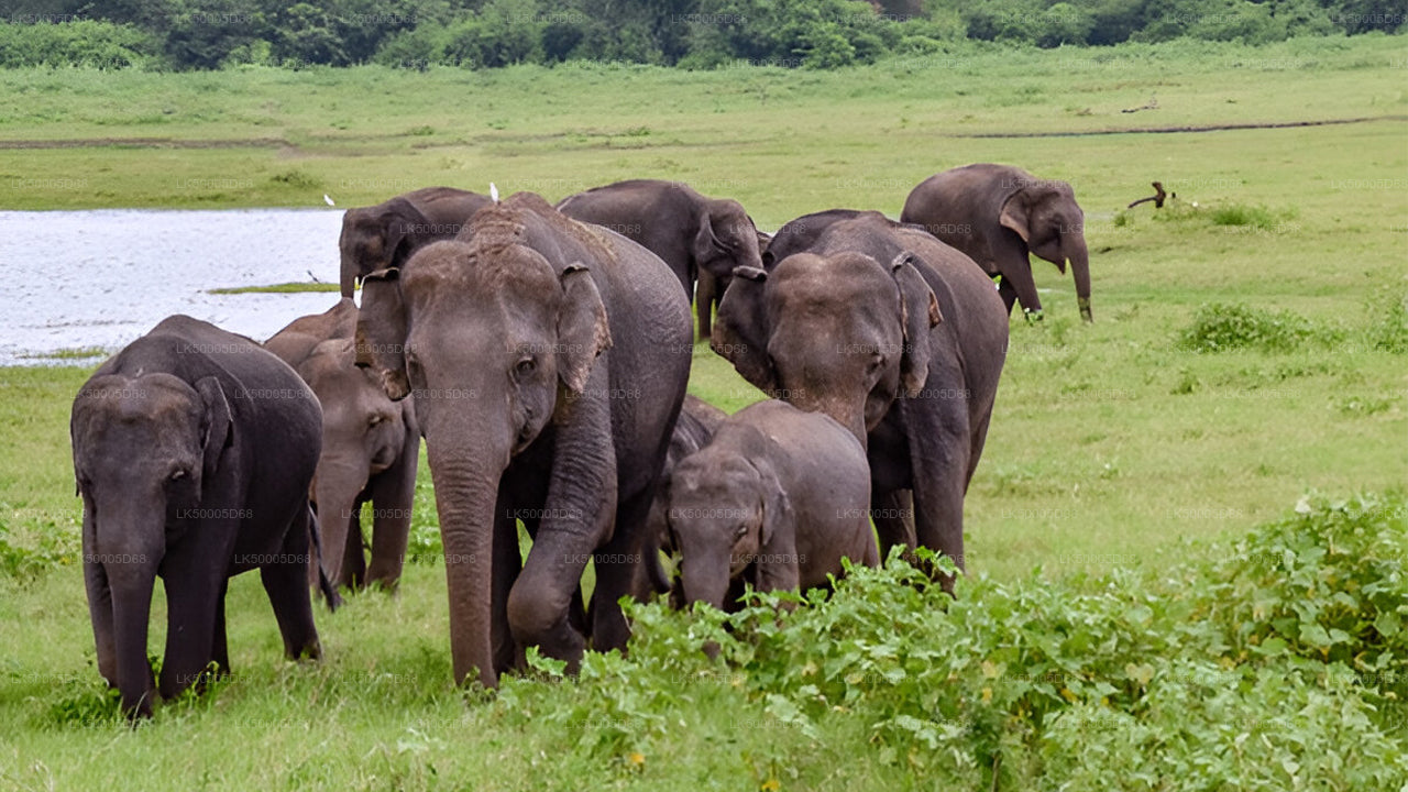 Privat tur från Hiriketiya till Ella med Udawalawe Safari