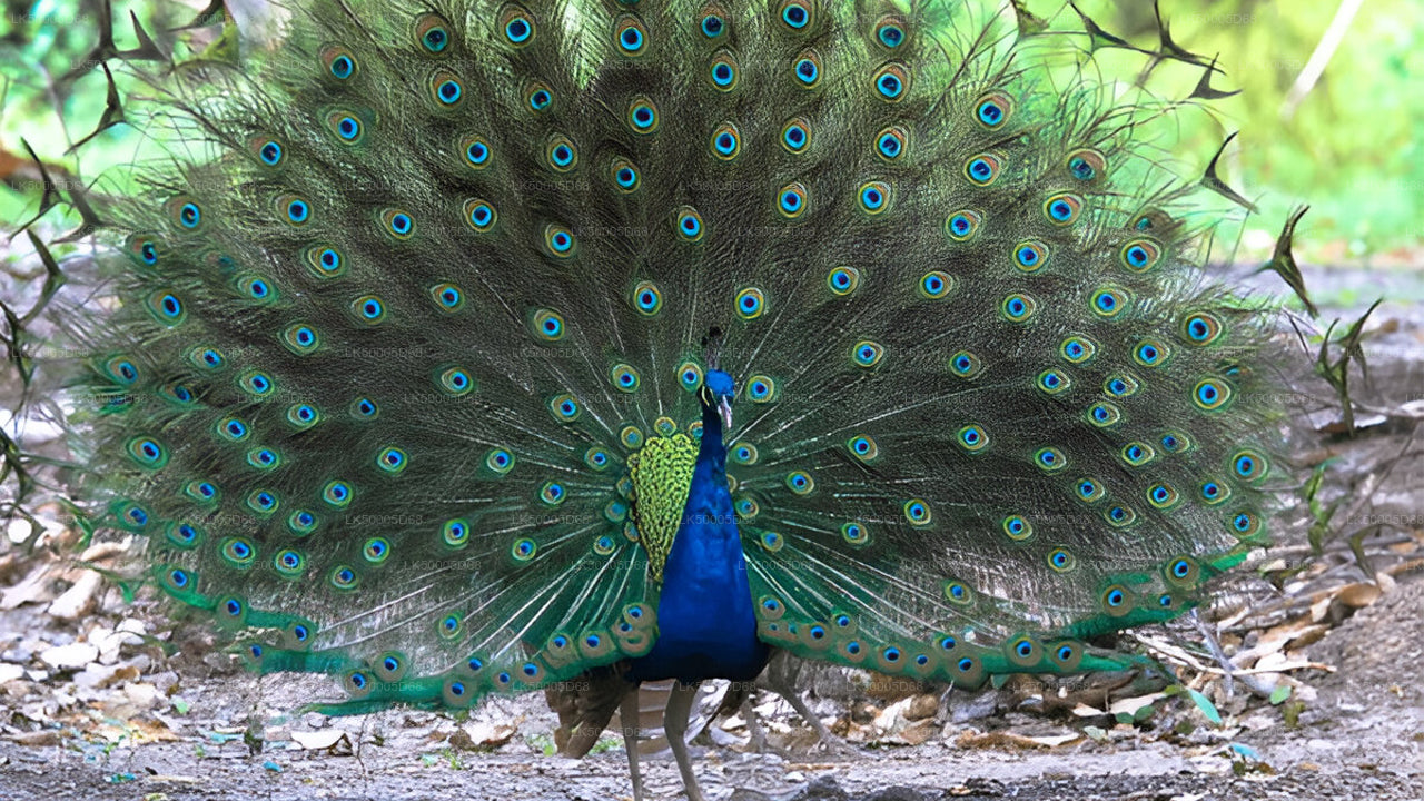 Privat tur från Hiriketiya till Ella med Udawalawe Safari