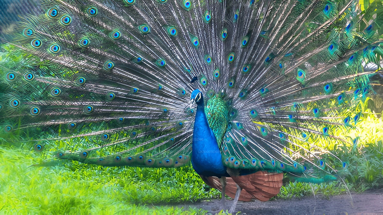 Privat tur från Hiriketiya till Ella med Udawalawe Safari