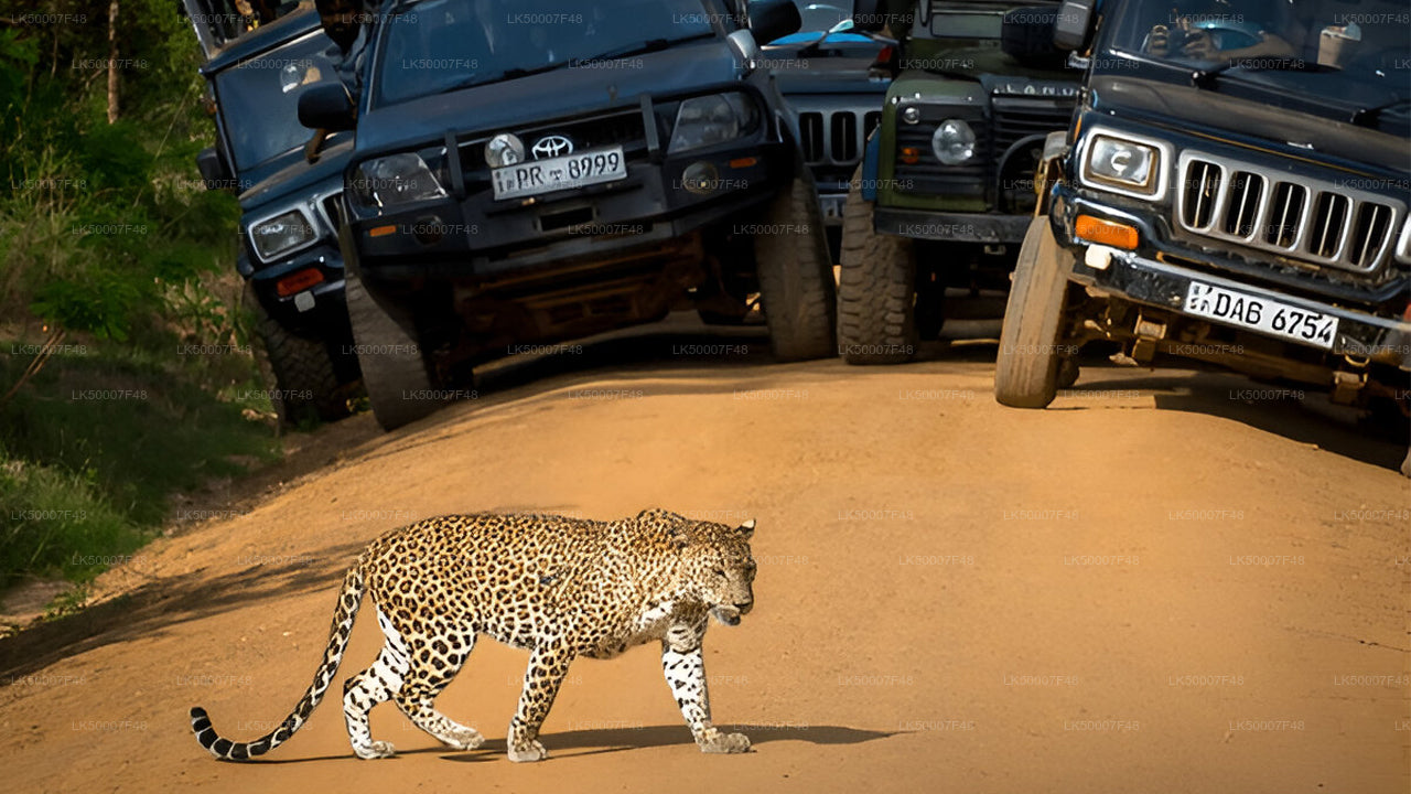 Private Tour from Mirissa to Ella with Yala Safari