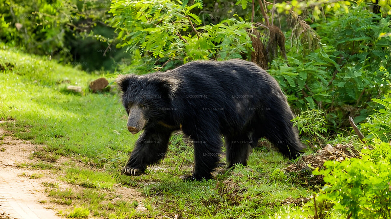 Private Tour from Mirissa to Ella with Yala Safari