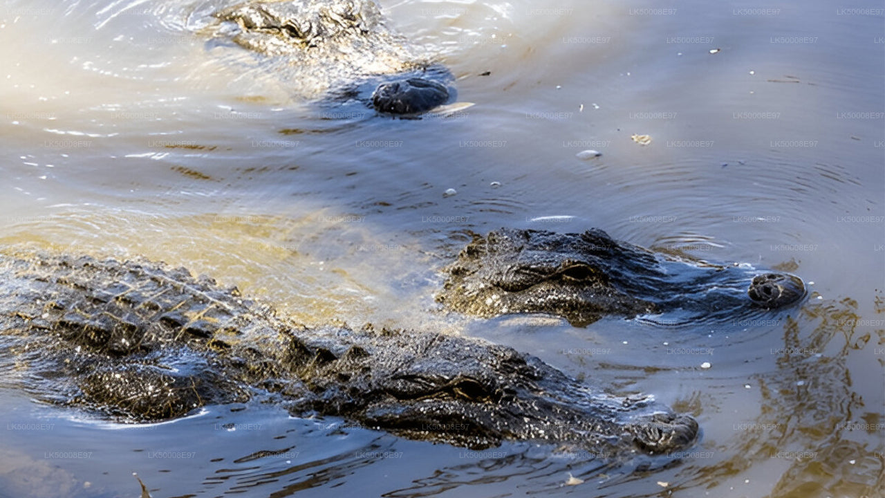 Udawalawe National Park Safari från Mirissa