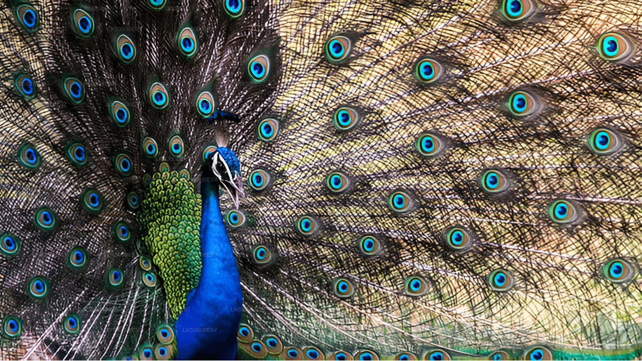 Udawalawe National Park Safari från Mirissa