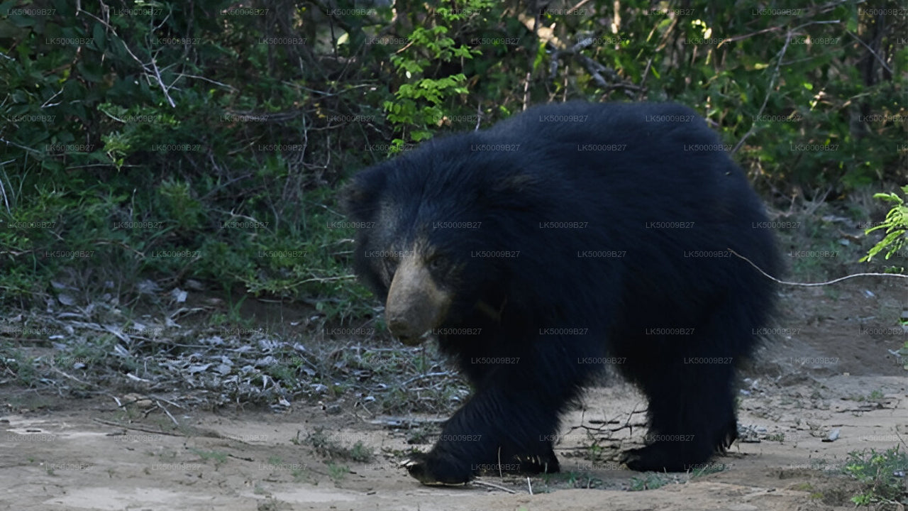 Privat tur från Weligama till Ella med Yala Safari