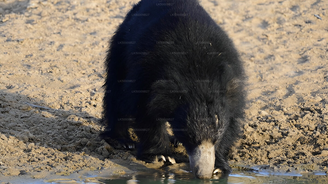Privat tur från Weligama till Ella med Yala Safari