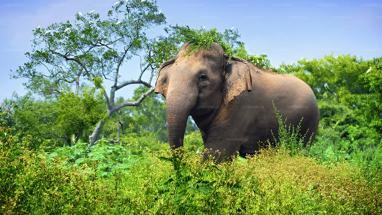 An elephant standing in a grassy field with trees in the background, representing the type of wildlife one might encounter on a safari in Udawalawe National Park.