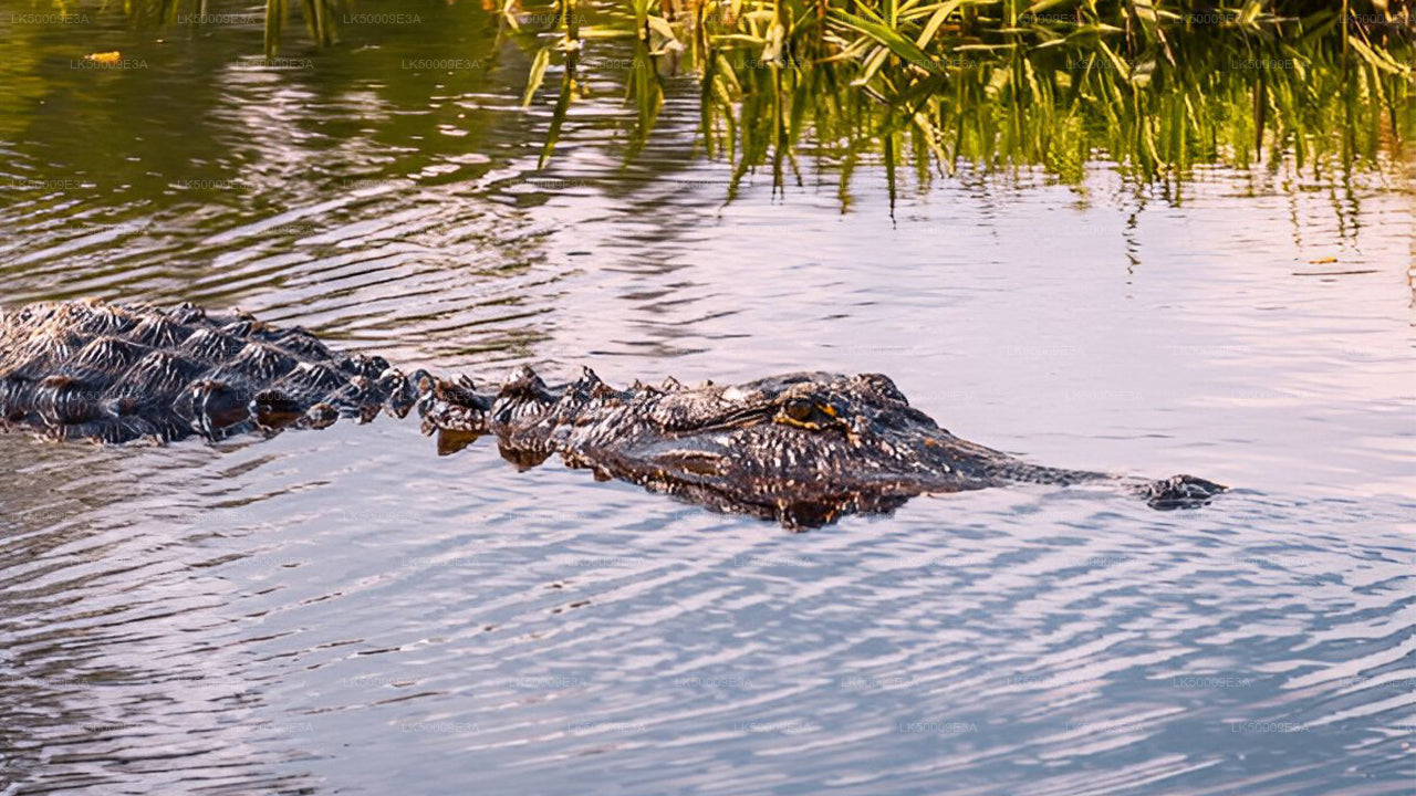 Inträdesbiljett till Udawalawe National Park