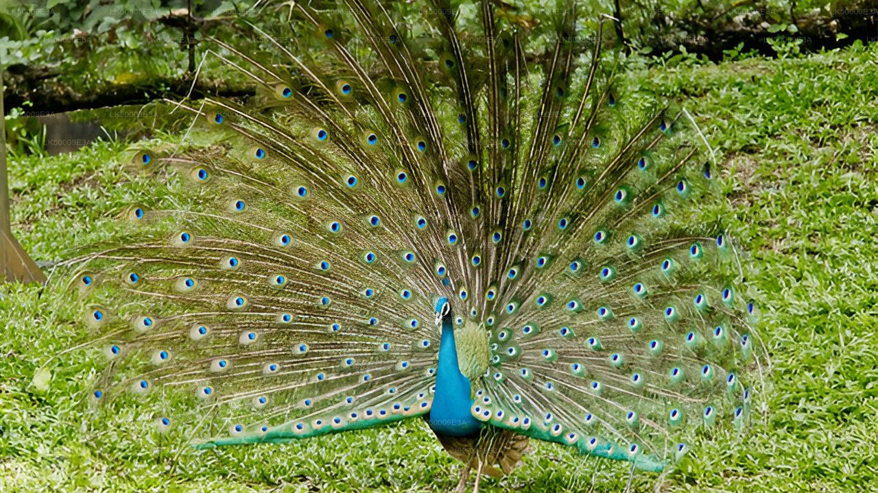 Inträdesbiljett till Udawalawe National Park