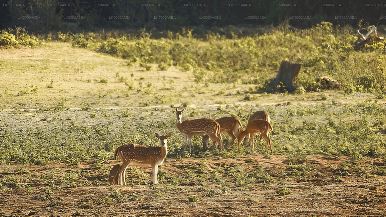 Private Tour from Nuwara Eliya to Tangalle with Udawalawe Safari