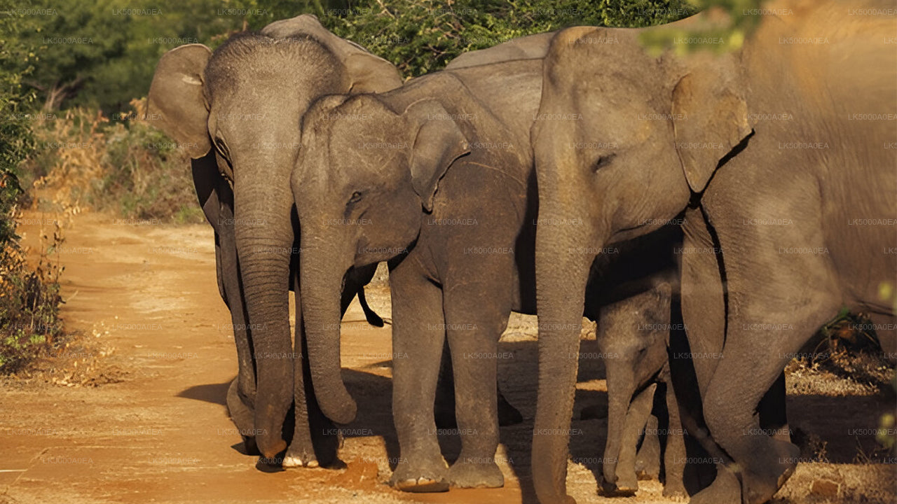 Private Tour from Nuwara Eliya to Tangalle with Udawalawe Safari