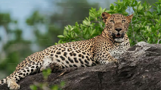 Wilpattu nationalpark privat safari