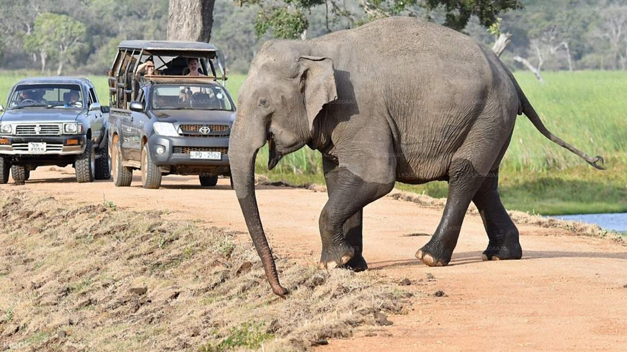 Wilpattu nationalpark privat safari