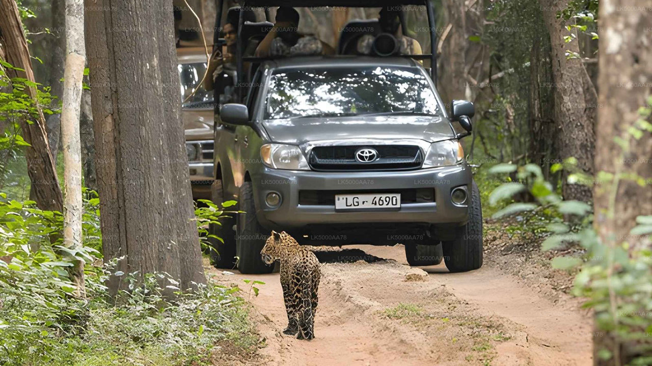 Wilpattu nationalpark privat safari