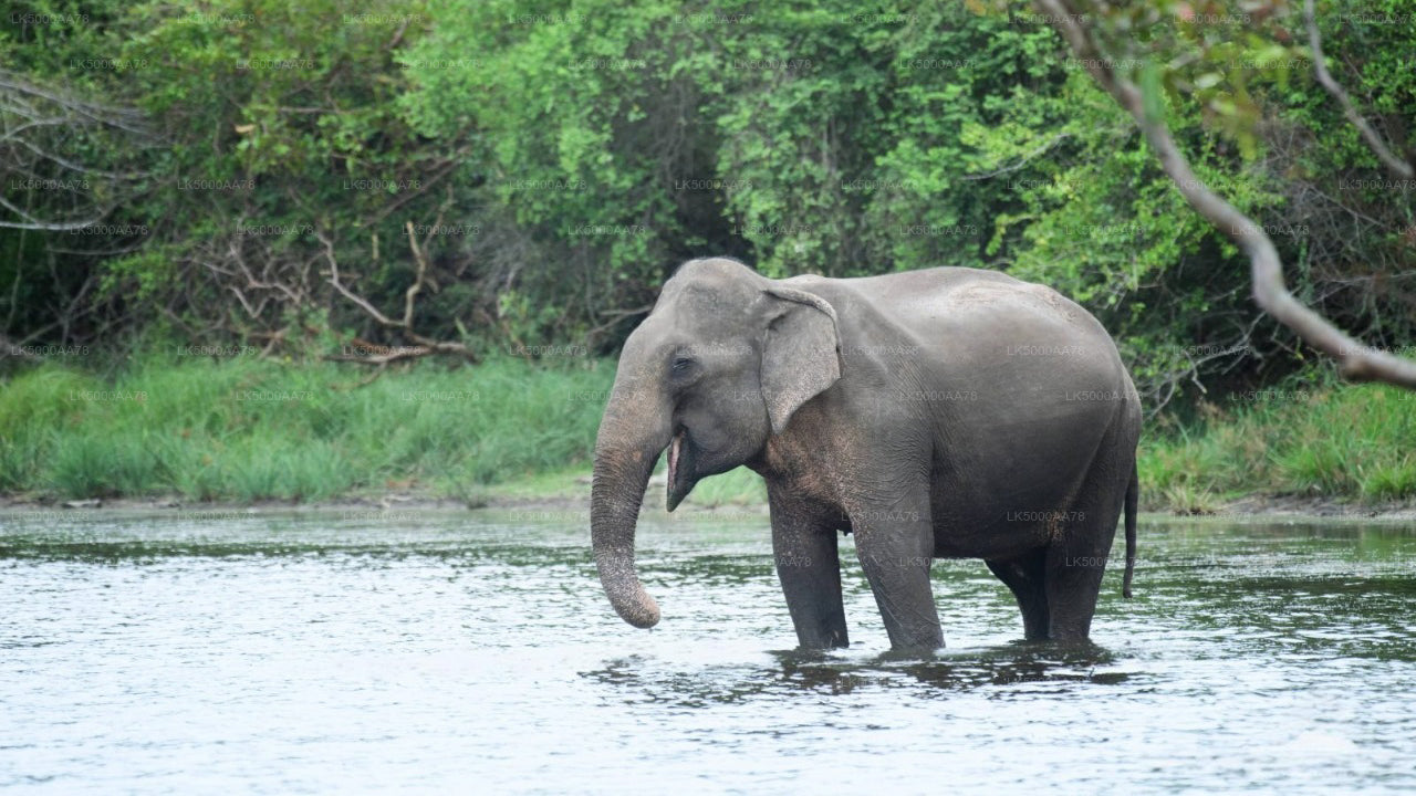 Wilpattu nationalpark privat safari