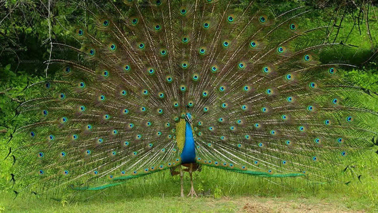 Wilpattu nationalpark privat safari