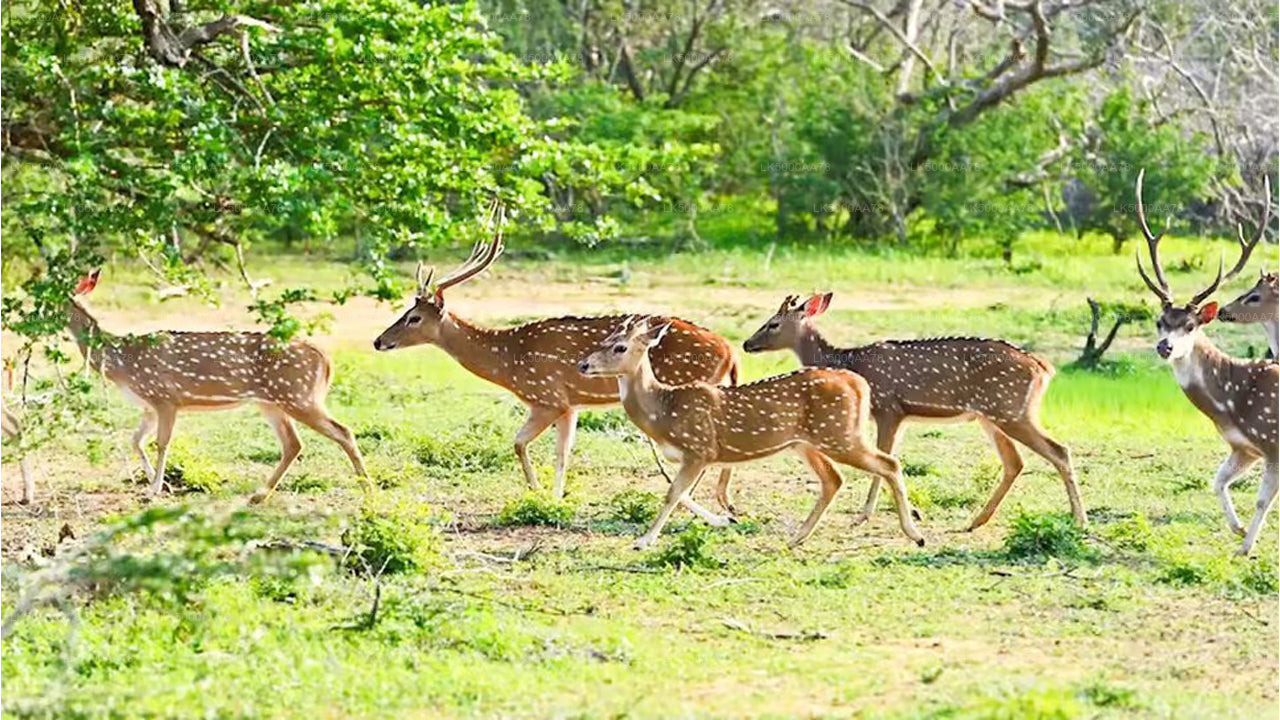 Wilpattu nationalpark privat safari