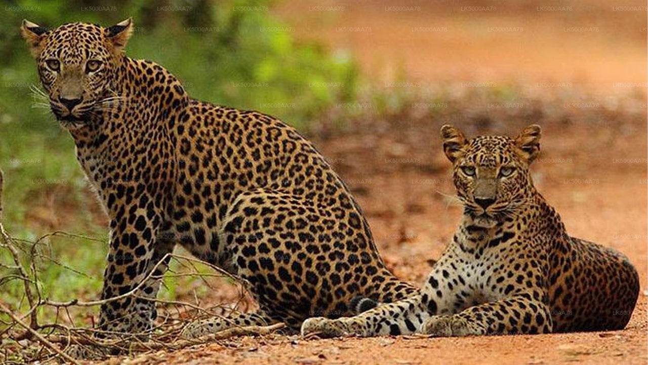 Wilpattu nationalpark privat safari