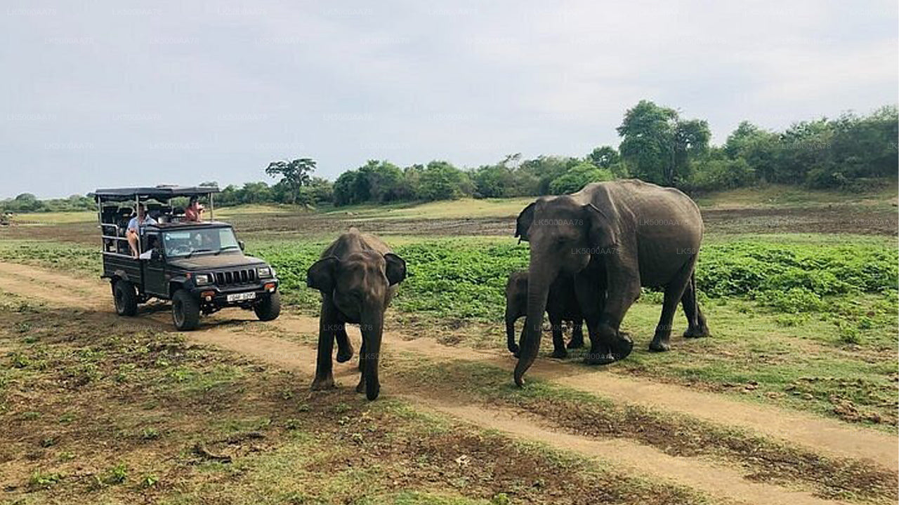 Wilpattu nationalpark privat safari