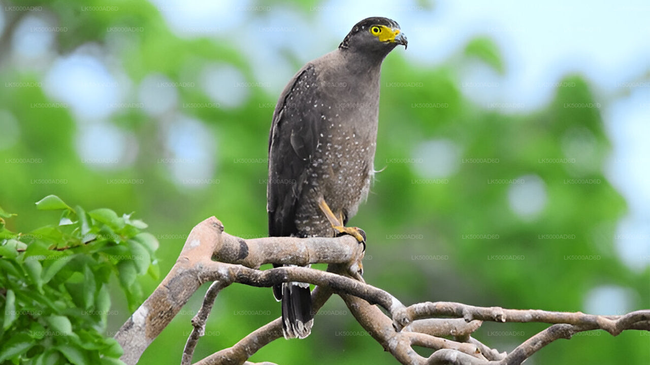 Privat tur från Galle till Ella med Yala Safari