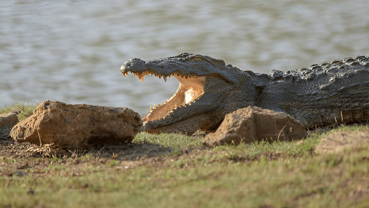Privat tur från Galle till Ella med Yala Safari