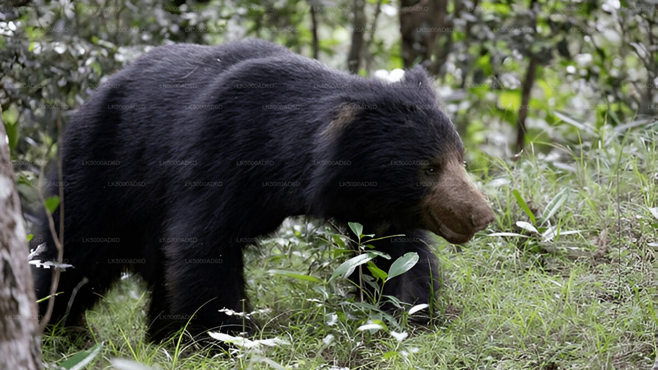 Privat tur från Galle till Ella med Yala Safari