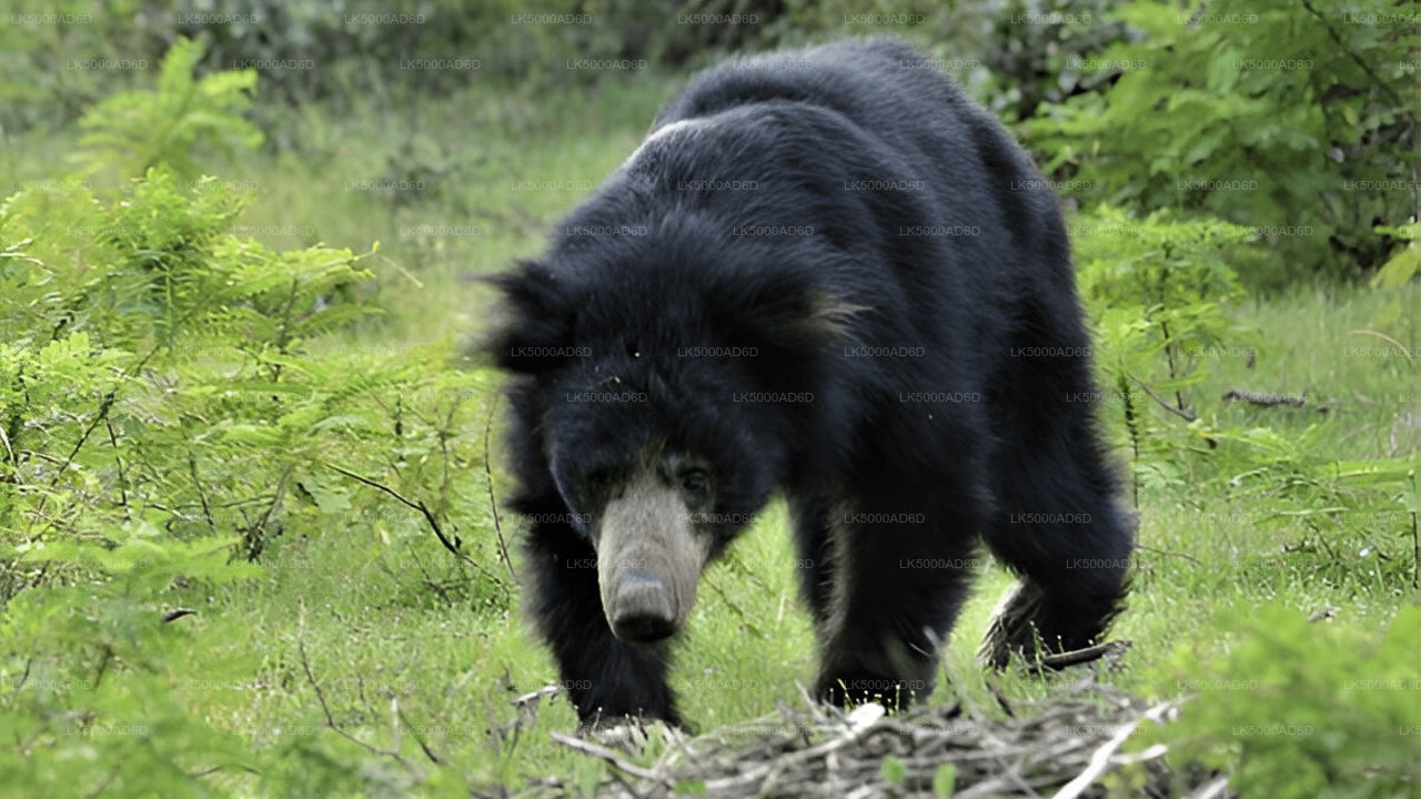 Privat tur från Galle till Ella med Yala Safari