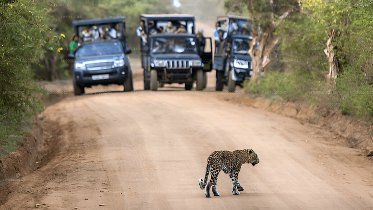 Privat tur från Galle till Ella med Yala Safari