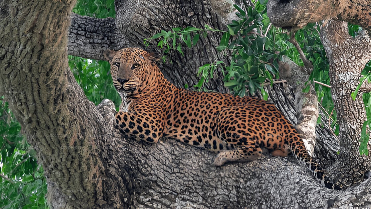 Privat tur från Galle till Ella med Yala Safari