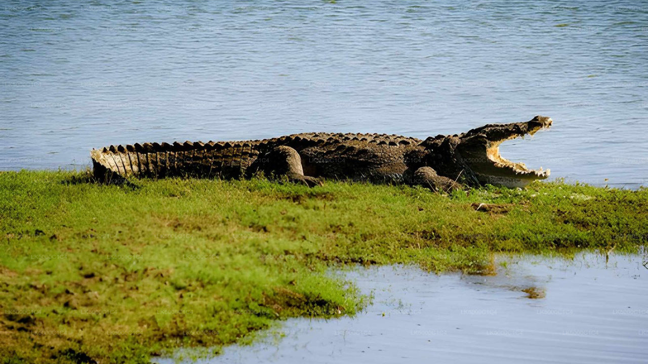 Privat tur från Ella till Hiriketiya med Udawalawe Safari