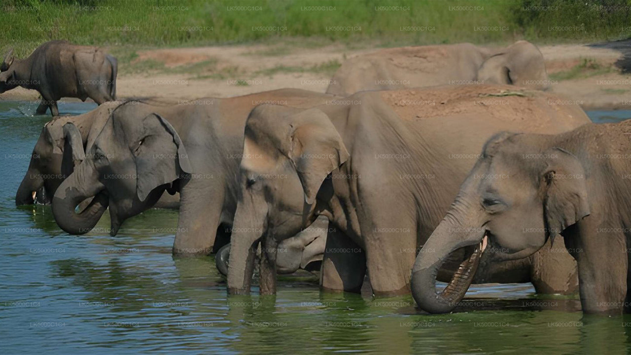 Privat tur från Ella till Hiriketiya med Udawalawe Safari