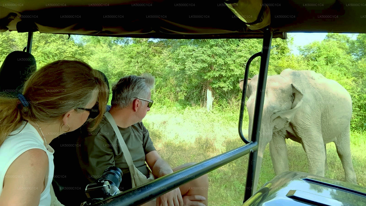 Privat tur från Ella till Hiriketiya med Udawalawe Safari