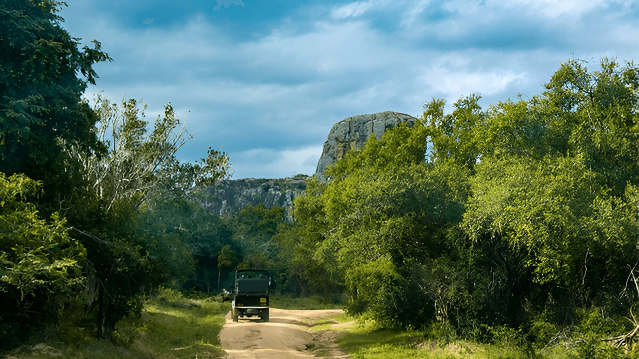 Yala nationalpark (block 5) Etisk safari