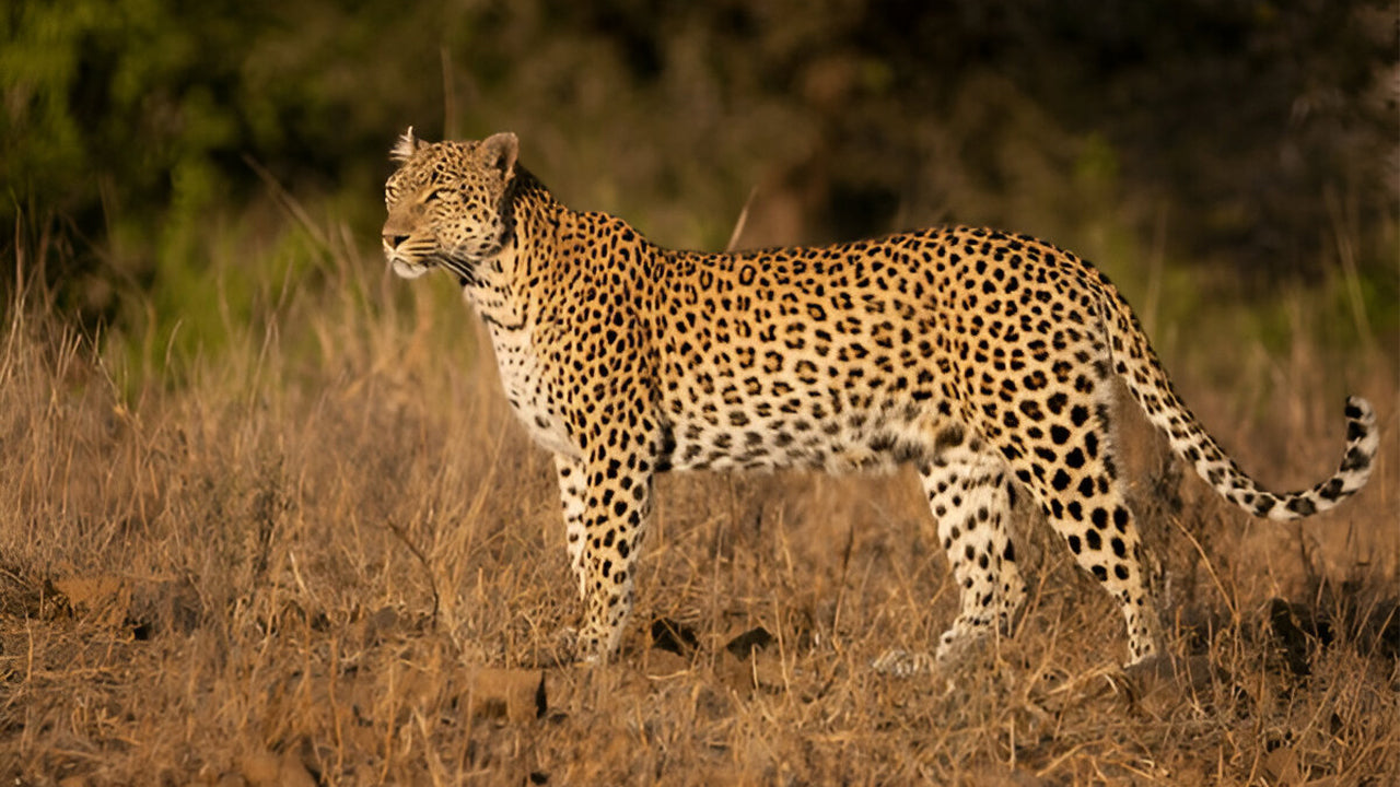 Yala nationalpark (block 5) Etisk safari