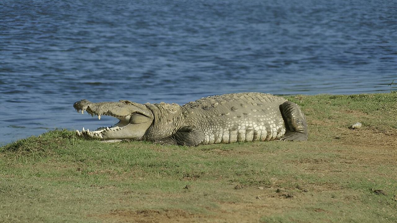 Yala nationalpark (block 5) Etisk safari