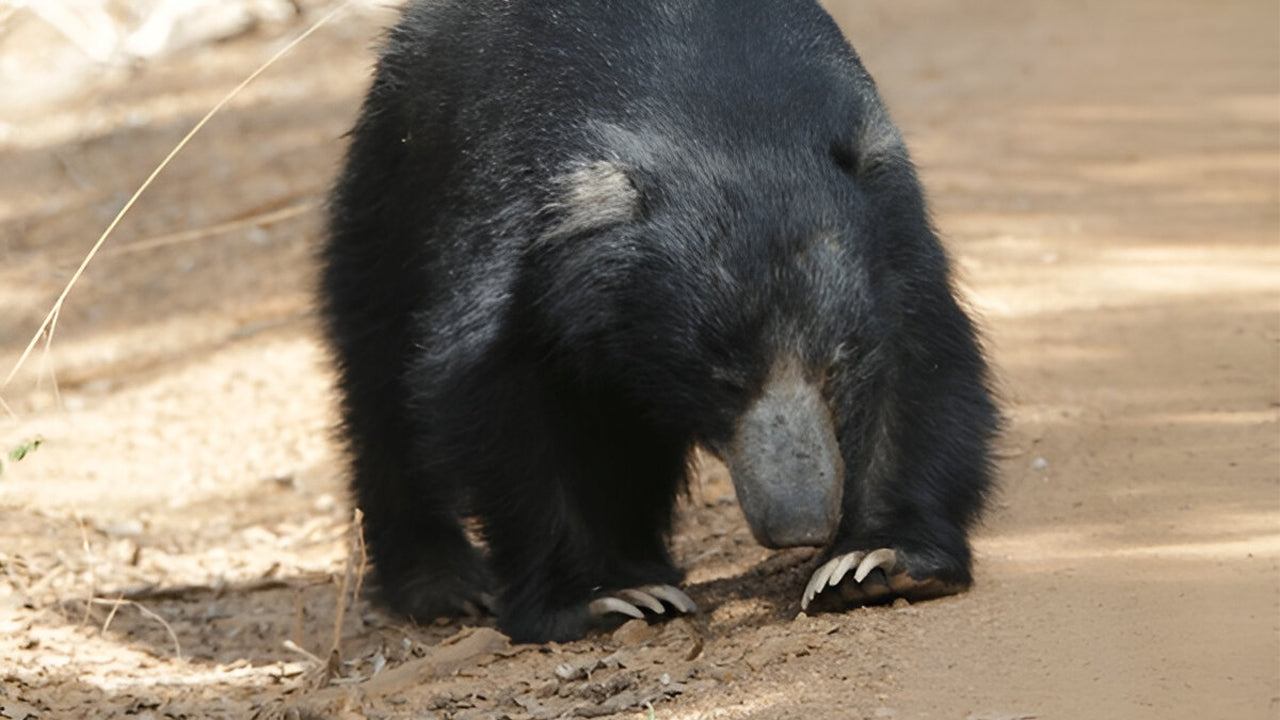 Yala nationalpark (block 5) Etisk safari
